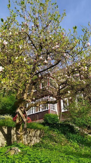 Haus Am Wald Zorge 16+ Gaeste Walkenried Exterior foto
